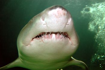Too Close!!! Sand Tiger Shark. Nikon D70 by Grant Kennedy 